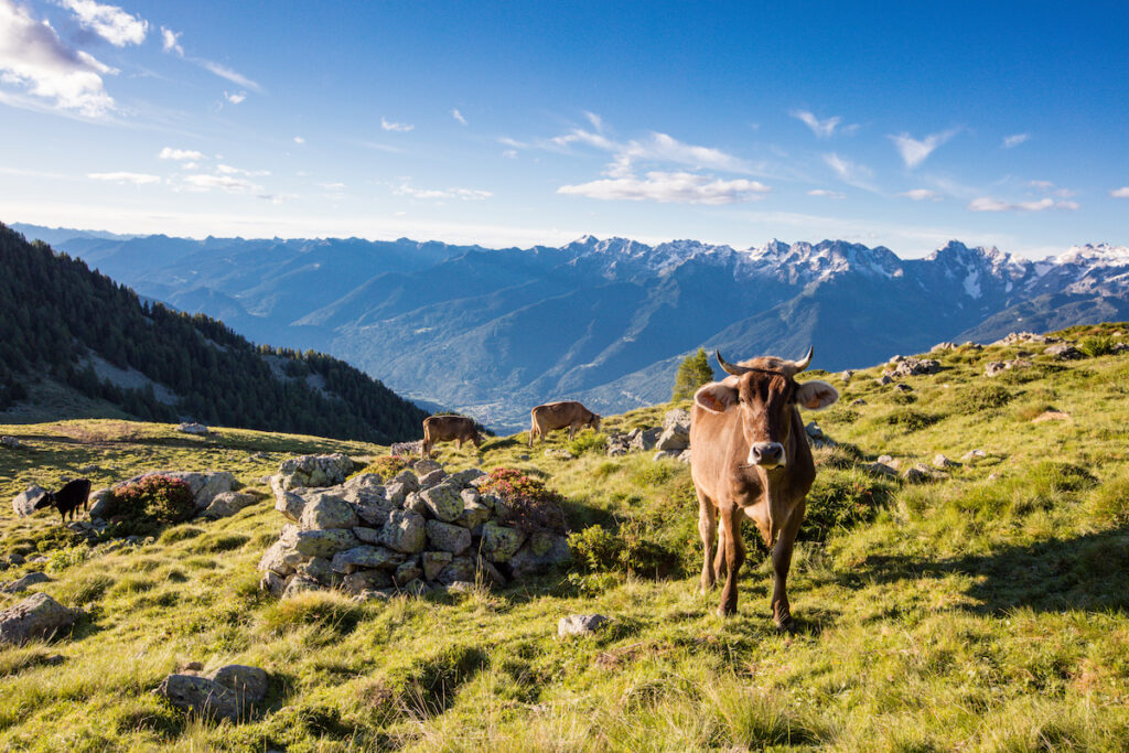 Alpe Rogneda