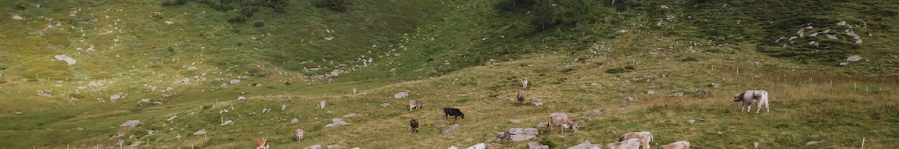 Mucche al pascolo