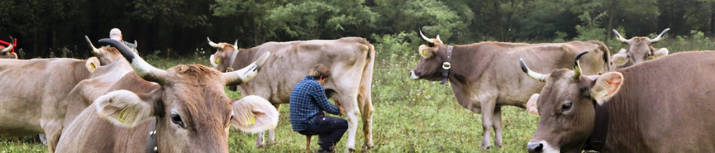 Valli Orobiche e produzione casearia