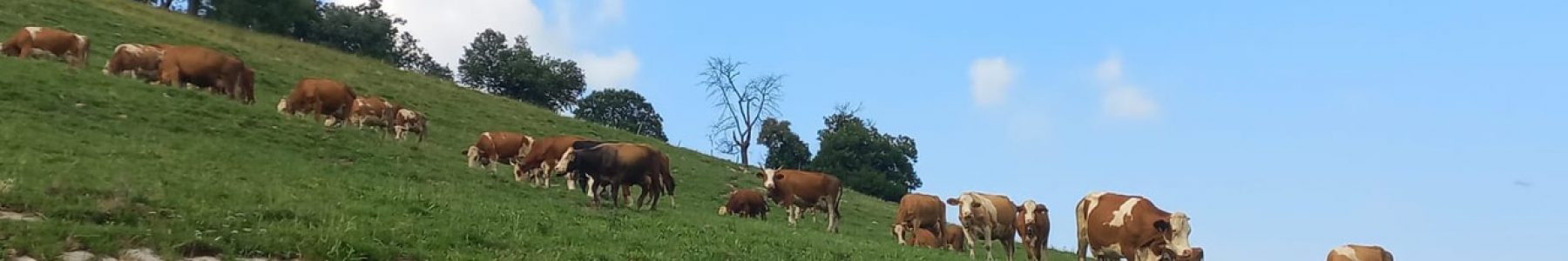 Mucche al pascolo